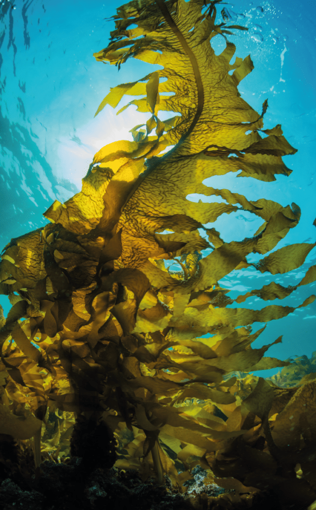 Seaweed underwater